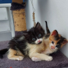 Fantomette et kitty