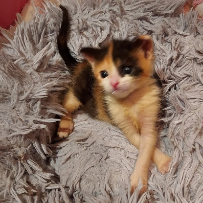 Adopter Fantomette et kitty