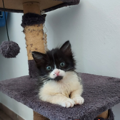 Adopter Fantomette et kitty