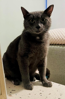 Adopter Gavroche