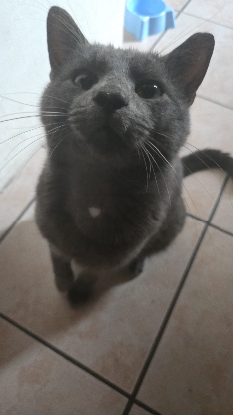 Adopter Gavroche