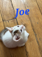 Adopter  chat : Joe