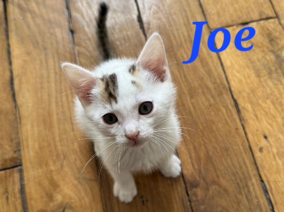 Adopter Joe