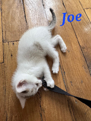 Adopter Joe
