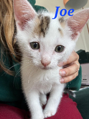 Adoption Joe