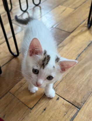 Adoption Joe