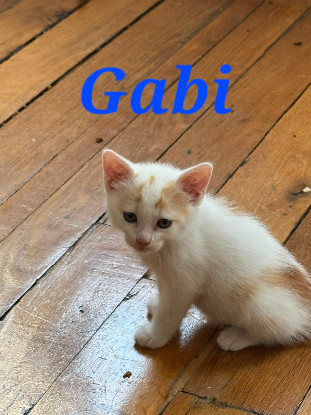 Adopter Gabi