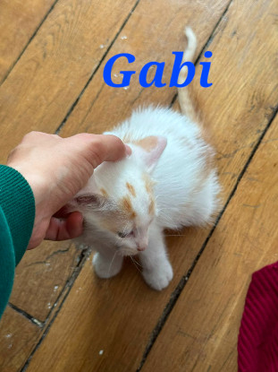 Adopter Gabi