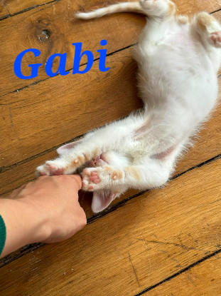 Adoption Gabi