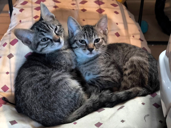 Adopter Bianca