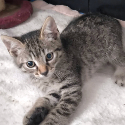 Adopter Bianca