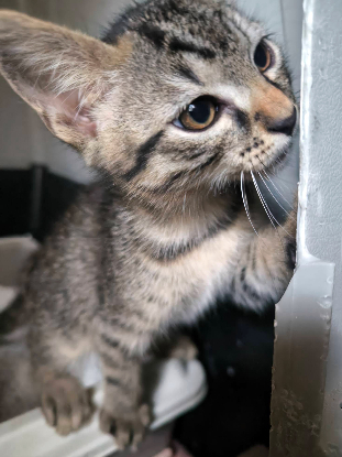 Adopter Bianca