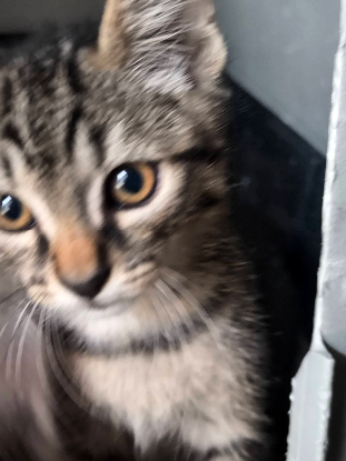 Adoption Bianca