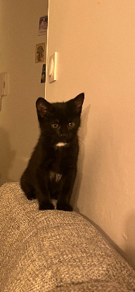 Adopter Bloom