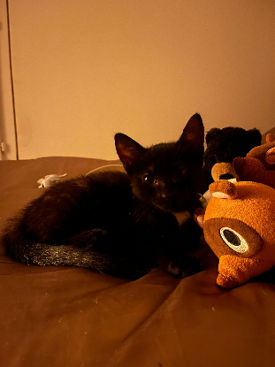 Adopter Bloom