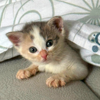 Adopter  chat : Clochette