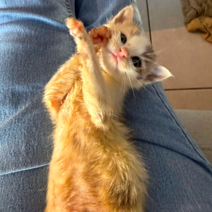 Adopter Clochette