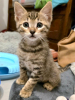 Milo