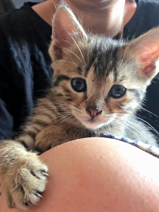 Adopter Milo