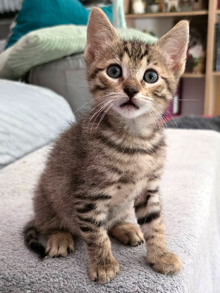Adopter Milo