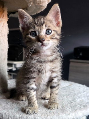 Adoption Milo