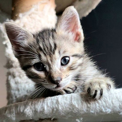 Adoption Milo