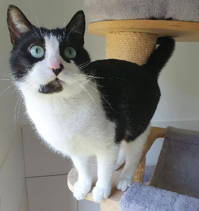 Adopter Inaya