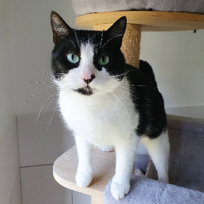 Adopter Inaya