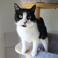 Adopter  chat : Inaya