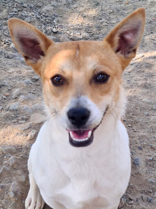 Adopter Billy