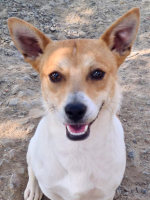 Adopter  chien : Billy