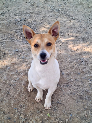 Adopter Billy
