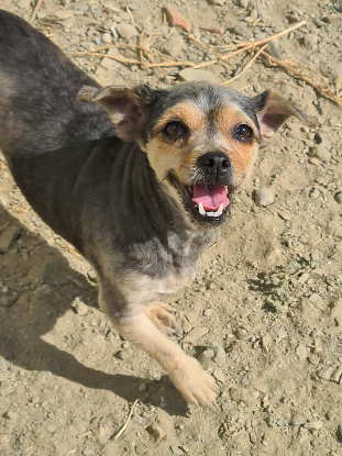 Adopter Betah