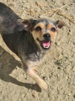 Adopter  chien : Betah