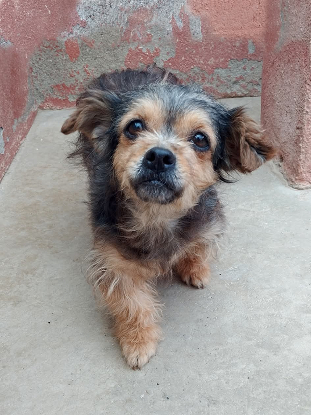 Adoption Betah
