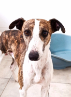 Adopter  chien : Picolo