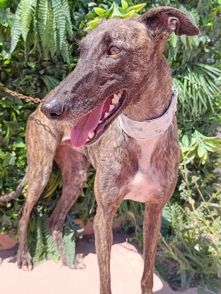 Adopter Narumi