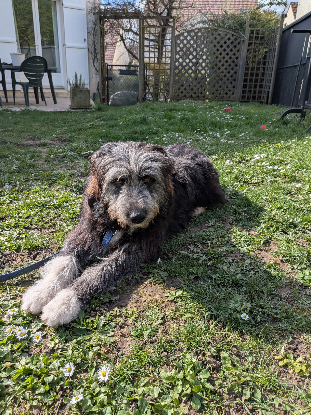 Adopter Baggy