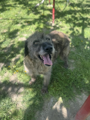 Adopter Frisette