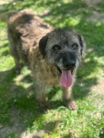 Adopter  chien : Frisette