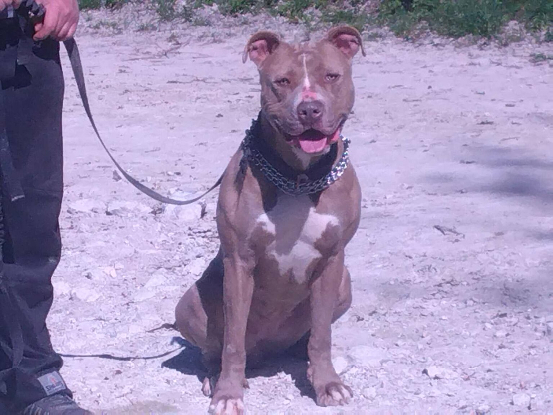 Adopter Loka