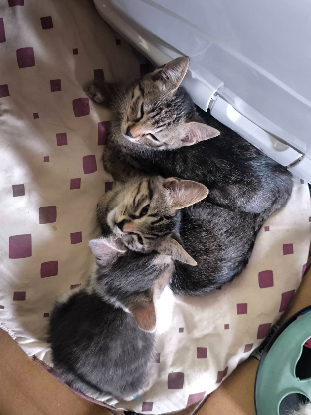 Adopter Bella°°
