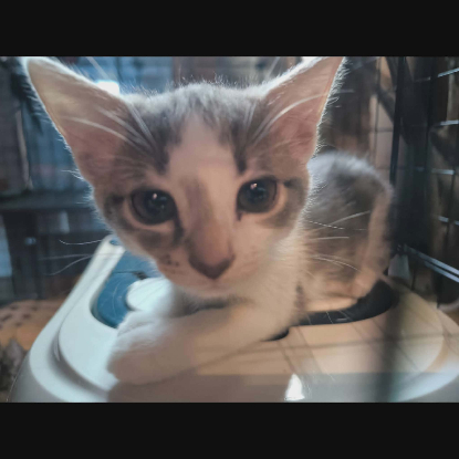 Adopter Bella°°
