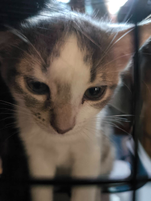Adopter Bella°°