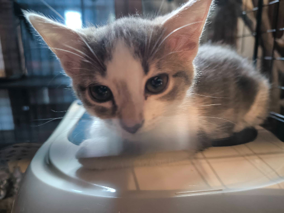 Adoption Bella°°