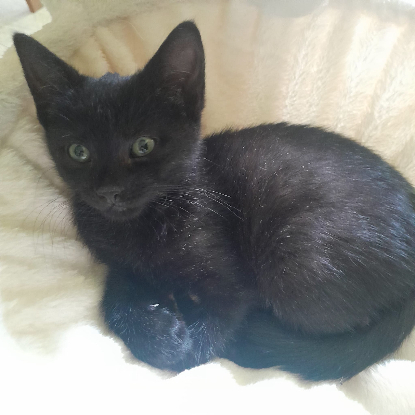 Adopter Onyx