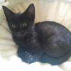 Onyx