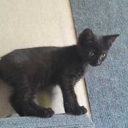 Adopter Onyx