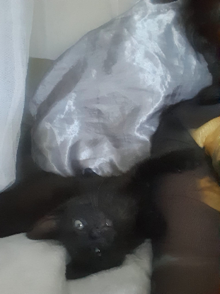 Adoption Onyx
