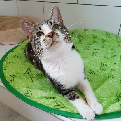 Adopter Hoshi